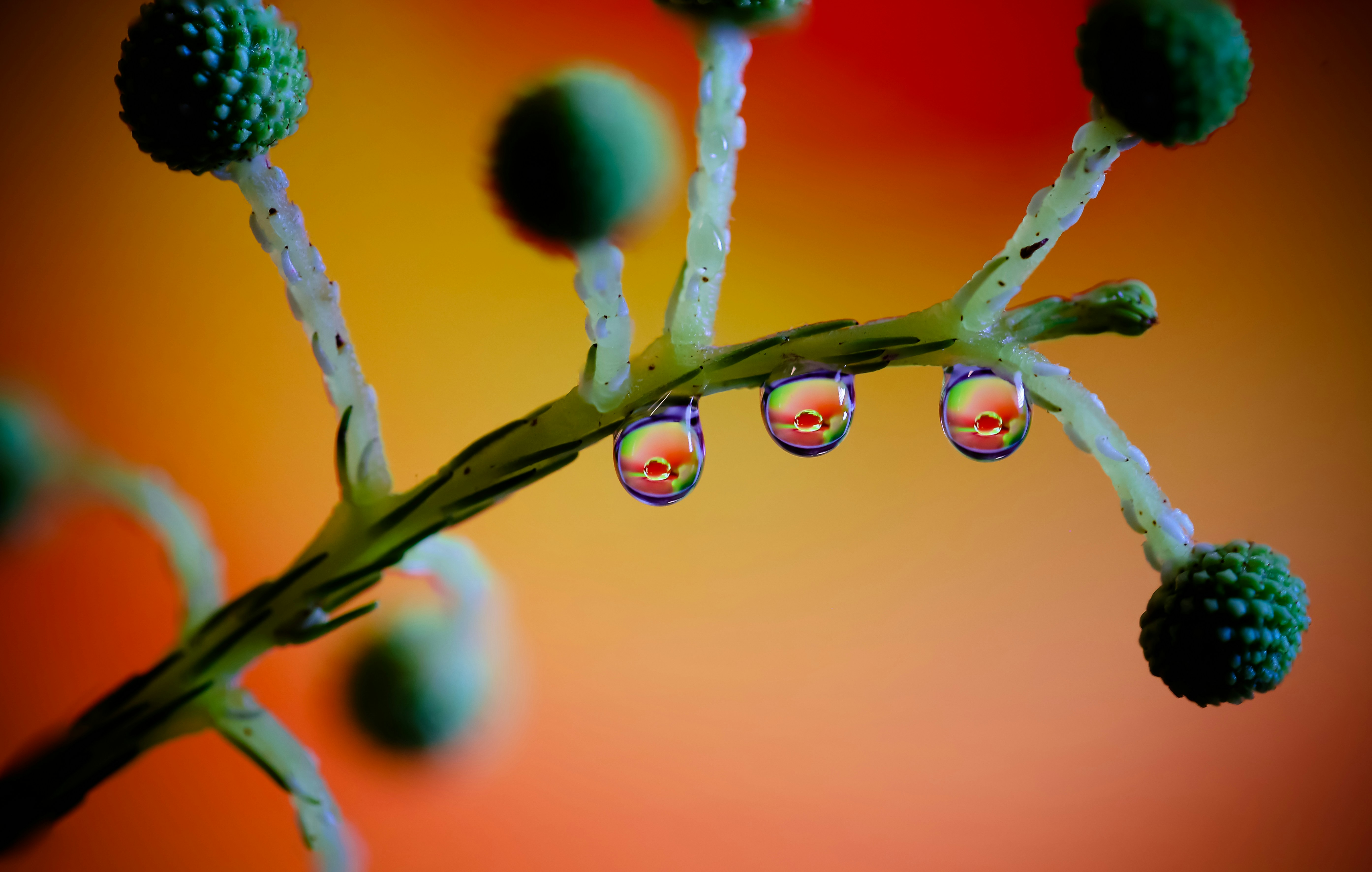 Water drop close-up, ilustrasi artikel The Secret Weapon: How Hyaluronic Acid Hydrates Oily Skin Without the Grease 8