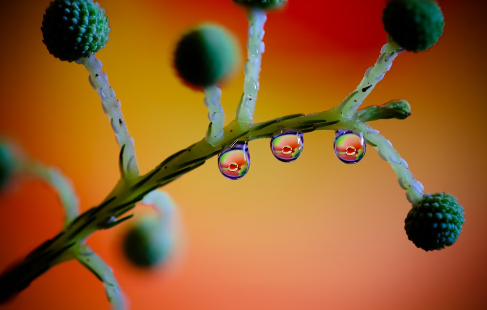 a close-up of water drops on a plant