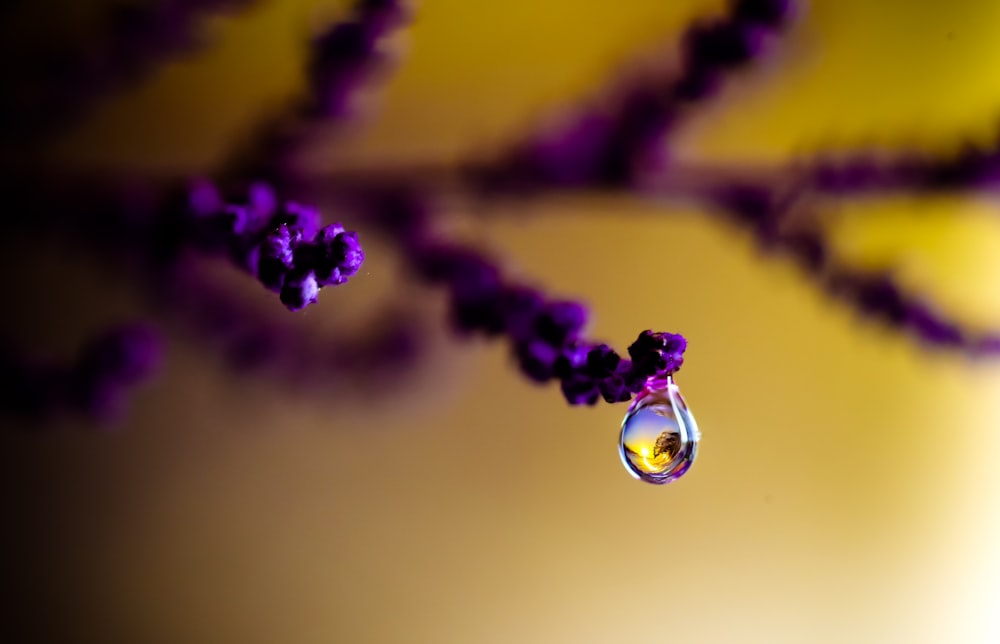 a drop of water on a flower