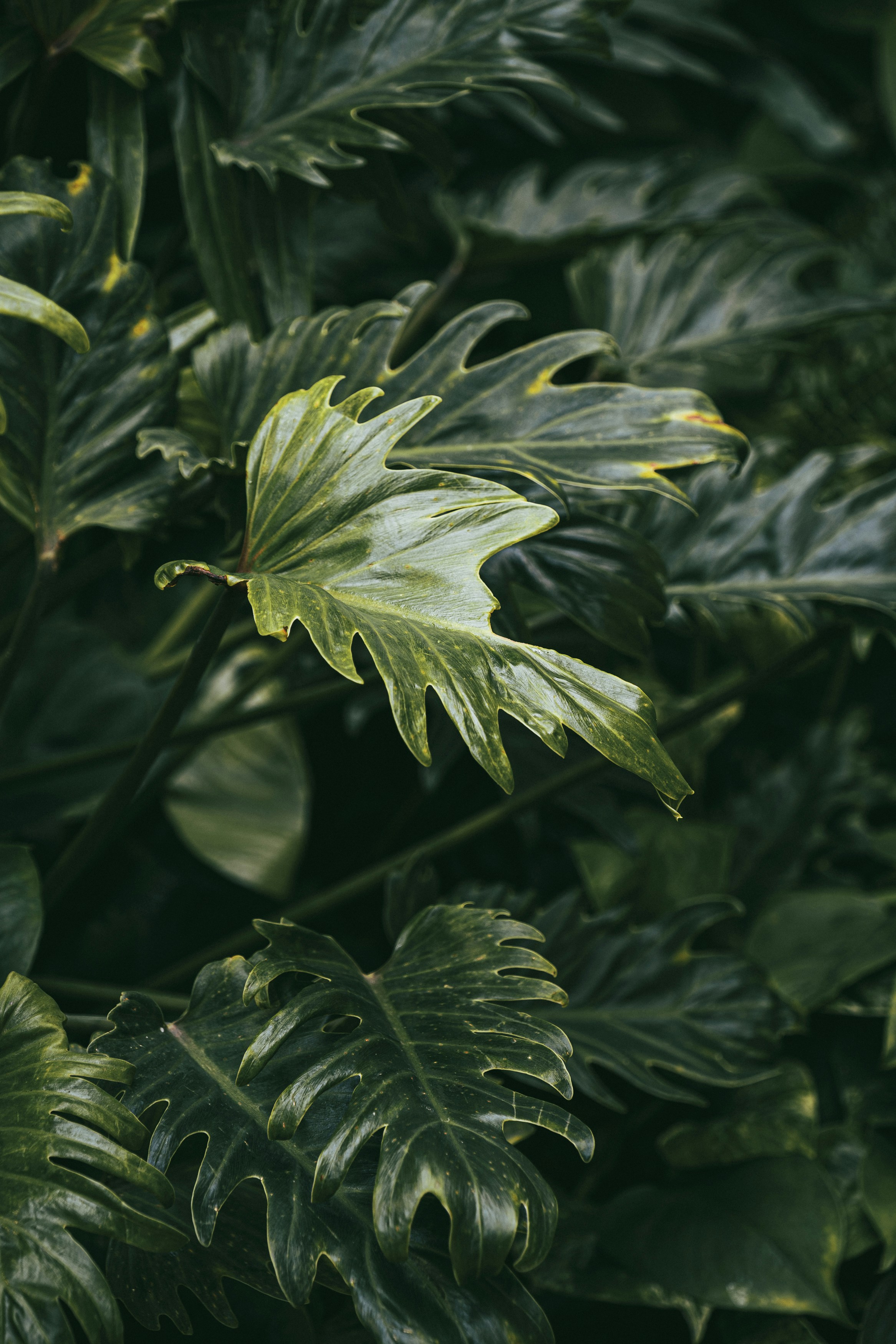 Photo by fredrikposse