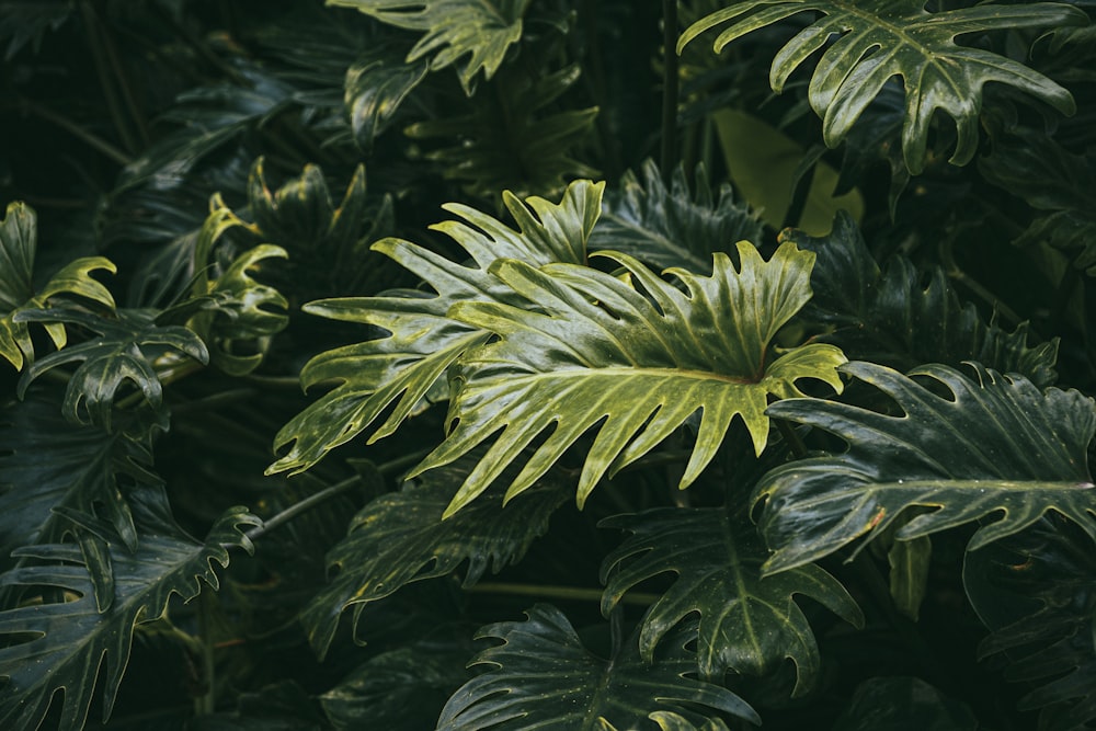 a group of plants with leaves