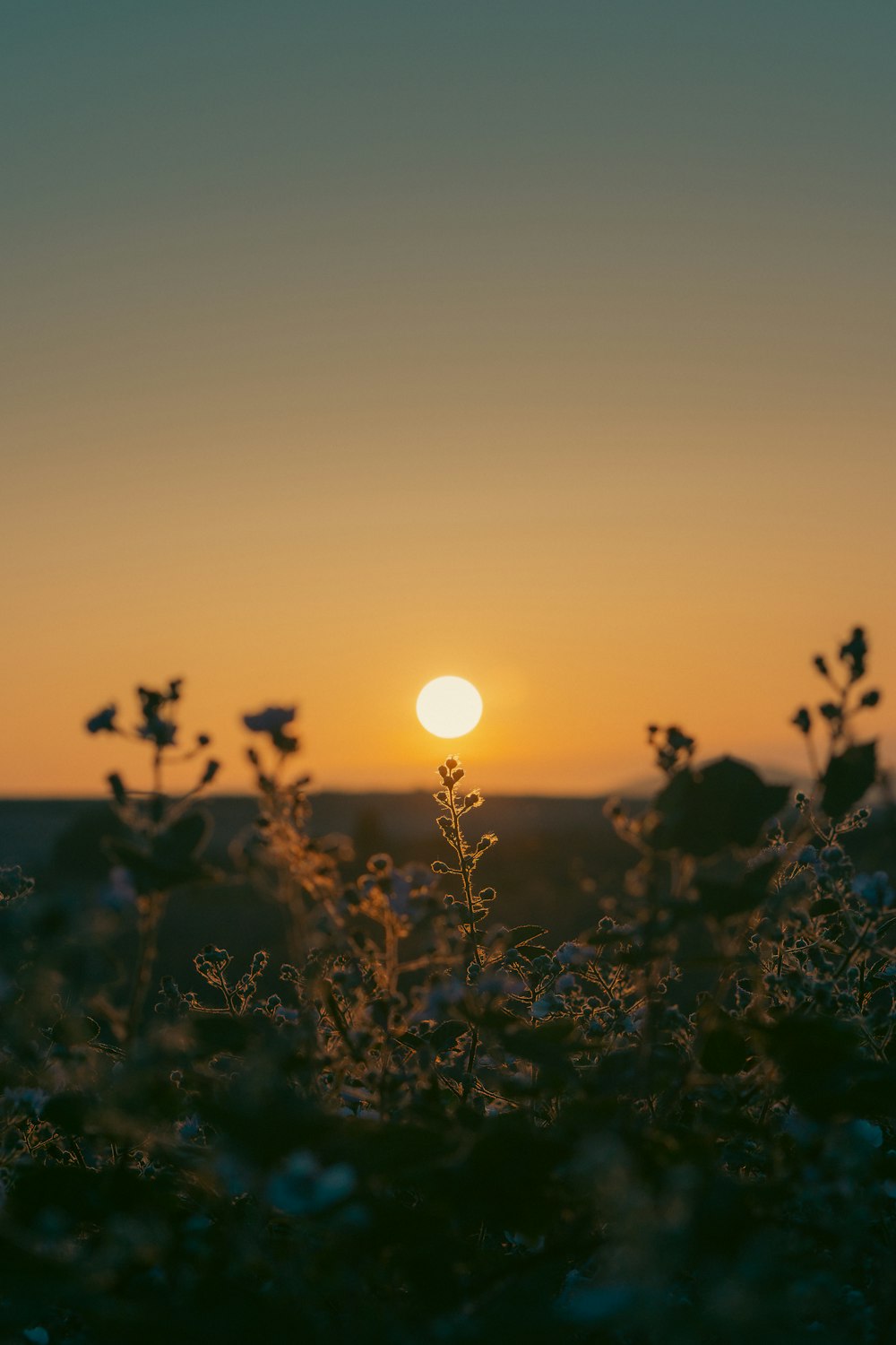 a sunset in the background