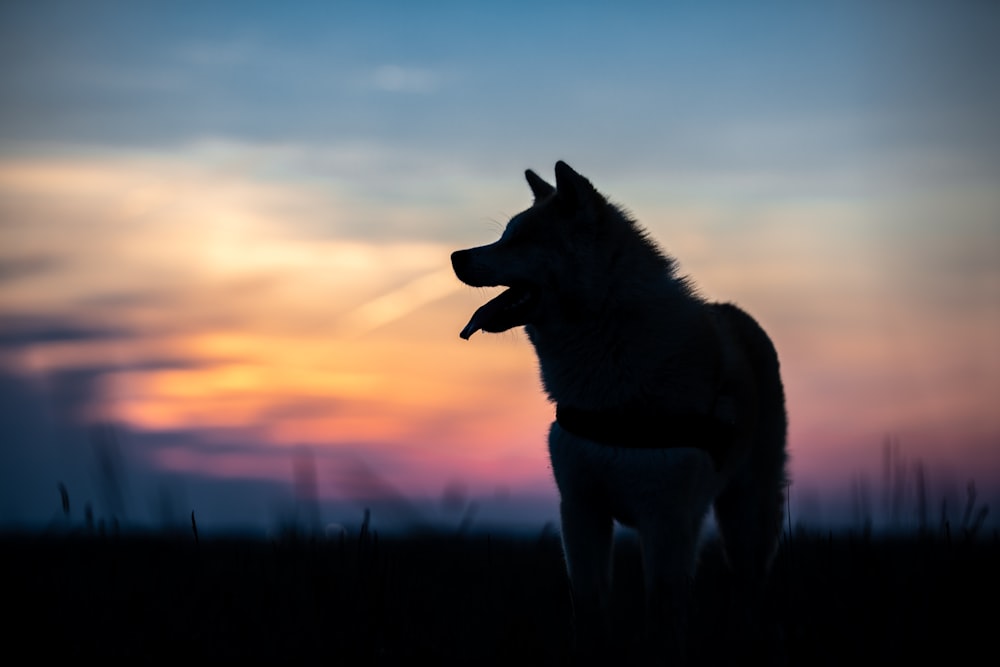a dog standing in front of a sunset