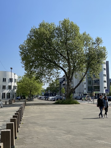 A sunny urban scene featuring a large leafy tree with a broad canopy. The setting includes modern apartment buildings in the background, with a row of parked cars along the street. A couple is walking on the wide sidewalk, and there are several wooden bollards lining the path.