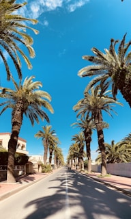a road with palm trees on either side of it