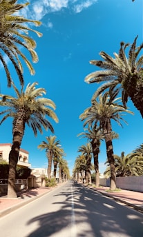 a road with palm trees on either side of it