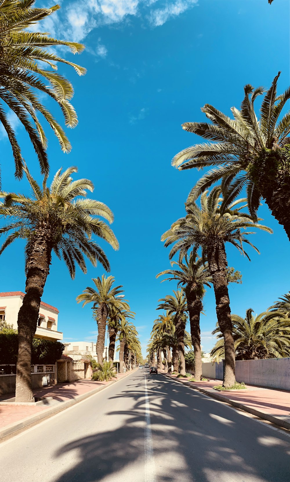 eine Straße mit Palmen auf beiden Seiten