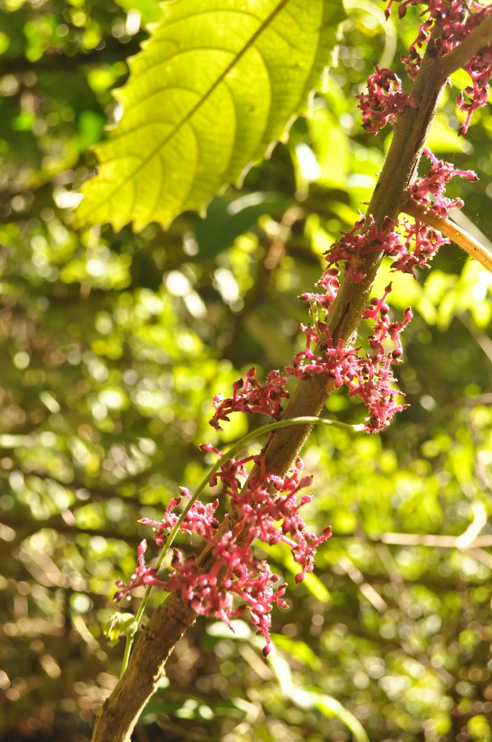 a close up of a tree branch with pink flowers