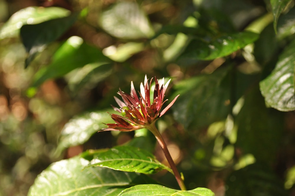 a red flower with green leaves