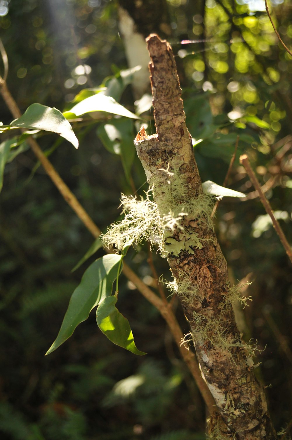 a close-up of a tree branch with a flower on it