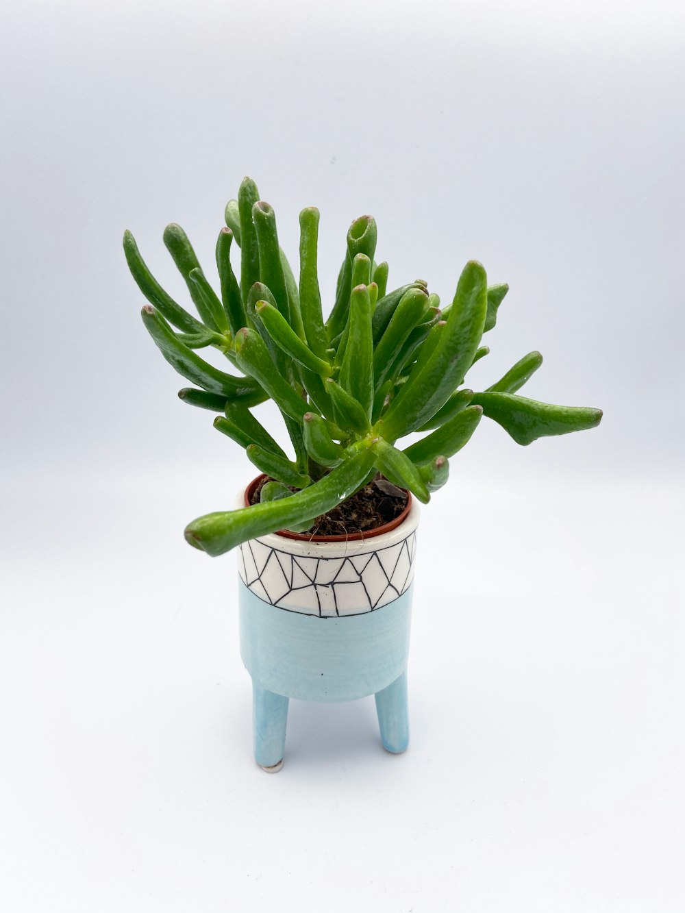 a potted plant with a small plant in it