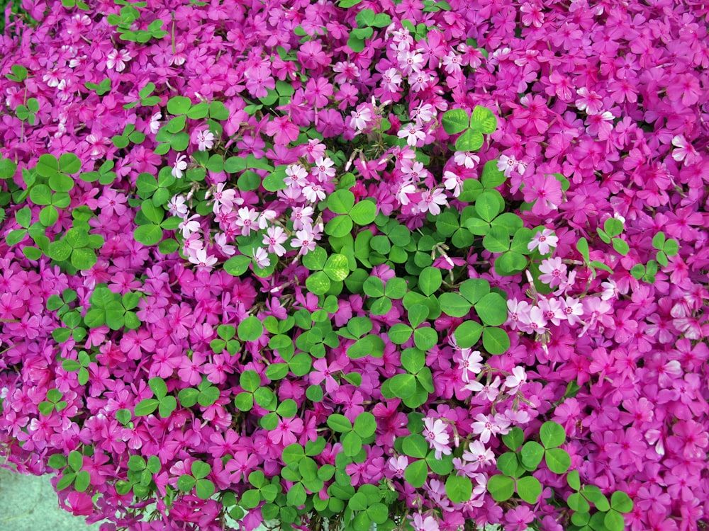 a group of flowers