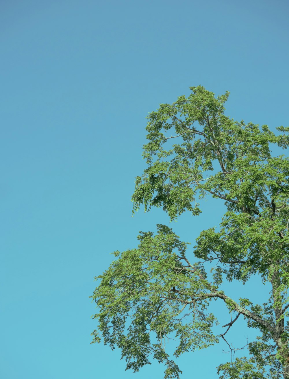 a tree with blue sky