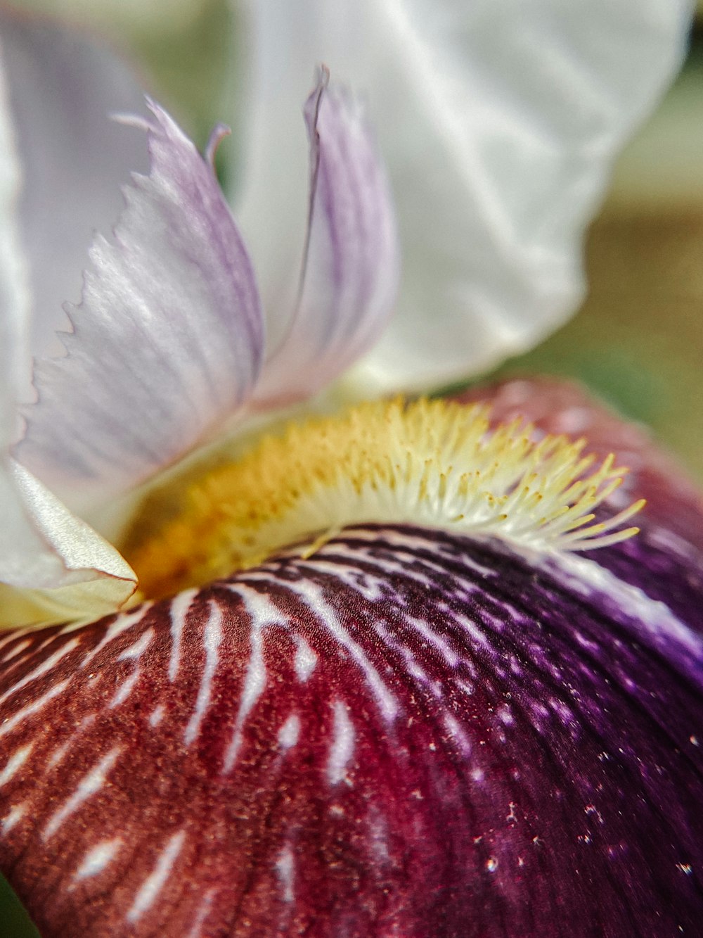 a close up of a flower