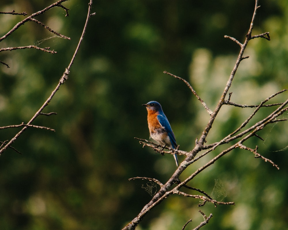 a bird sits on a branch