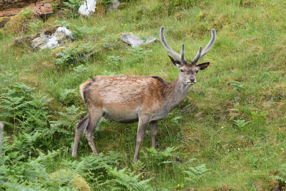 a deer with large antlers in a grassy area