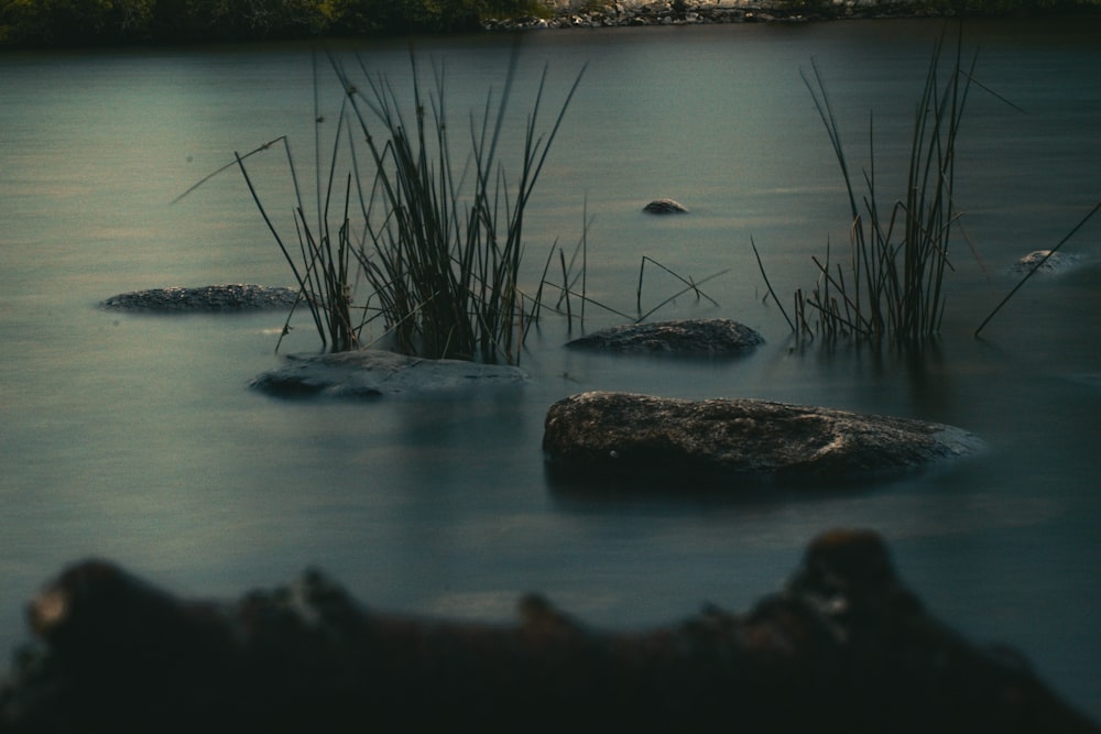 a group of alligators in a body of water