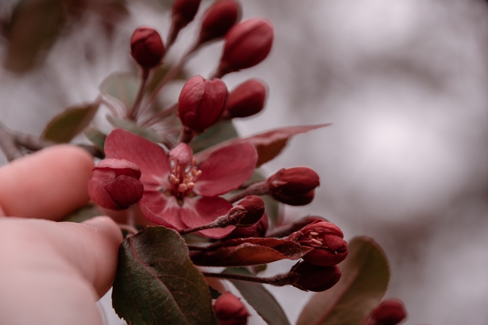 a close up of a flower