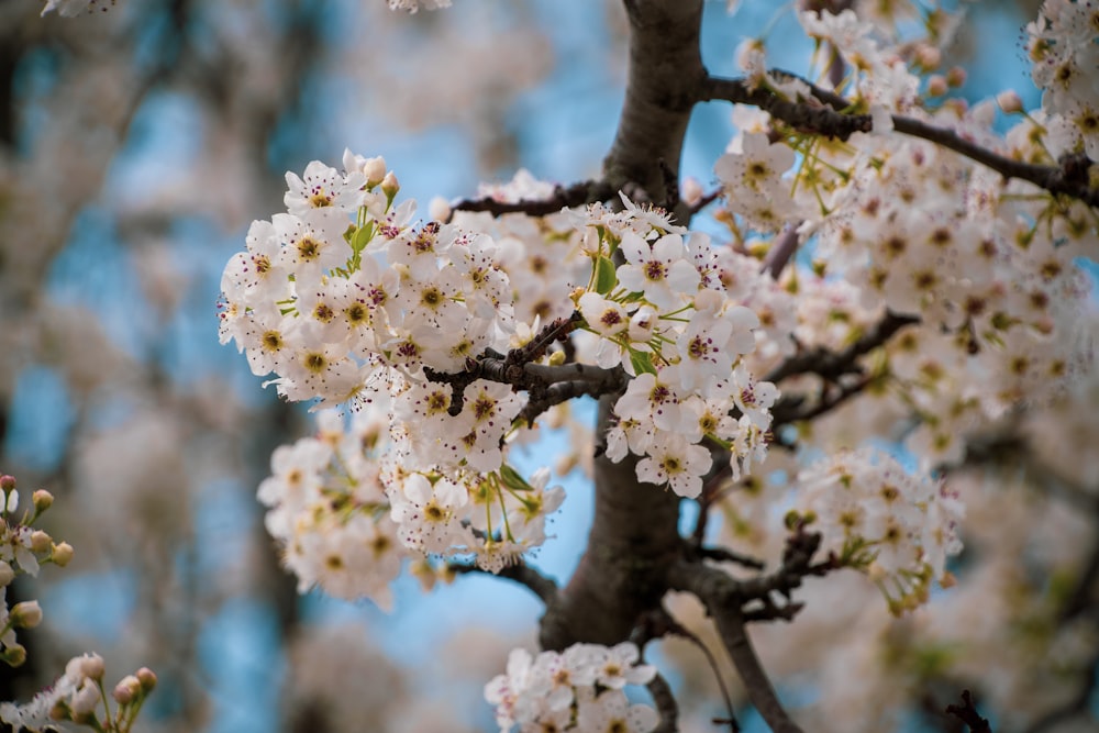 a close up of a tree branch with white flowers