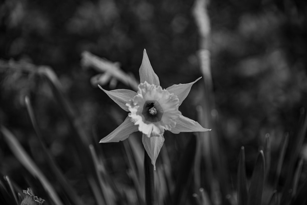 um close up de uma flor