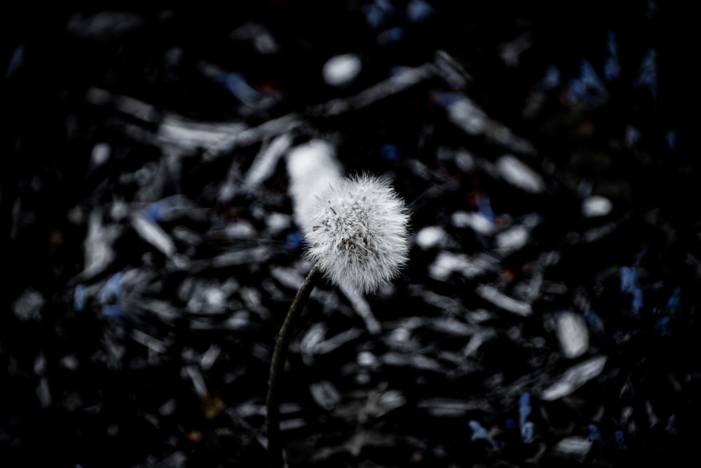 a close up of a dandelion