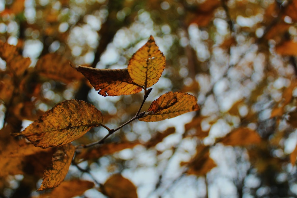 a group of leaves on a tree