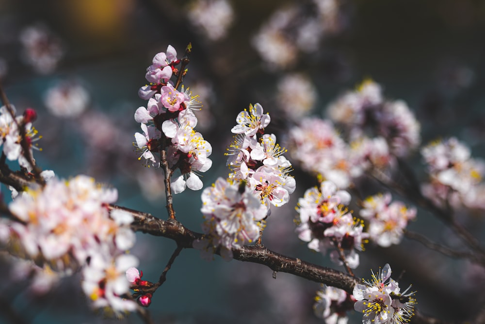 close up of flowers