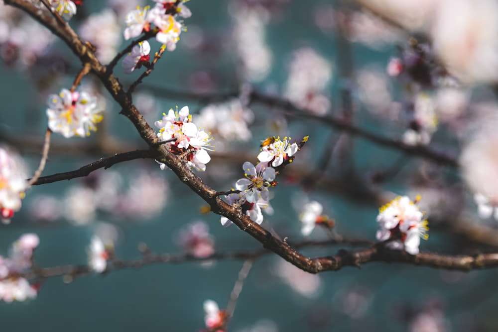 a close up of a tree branch with white flowers