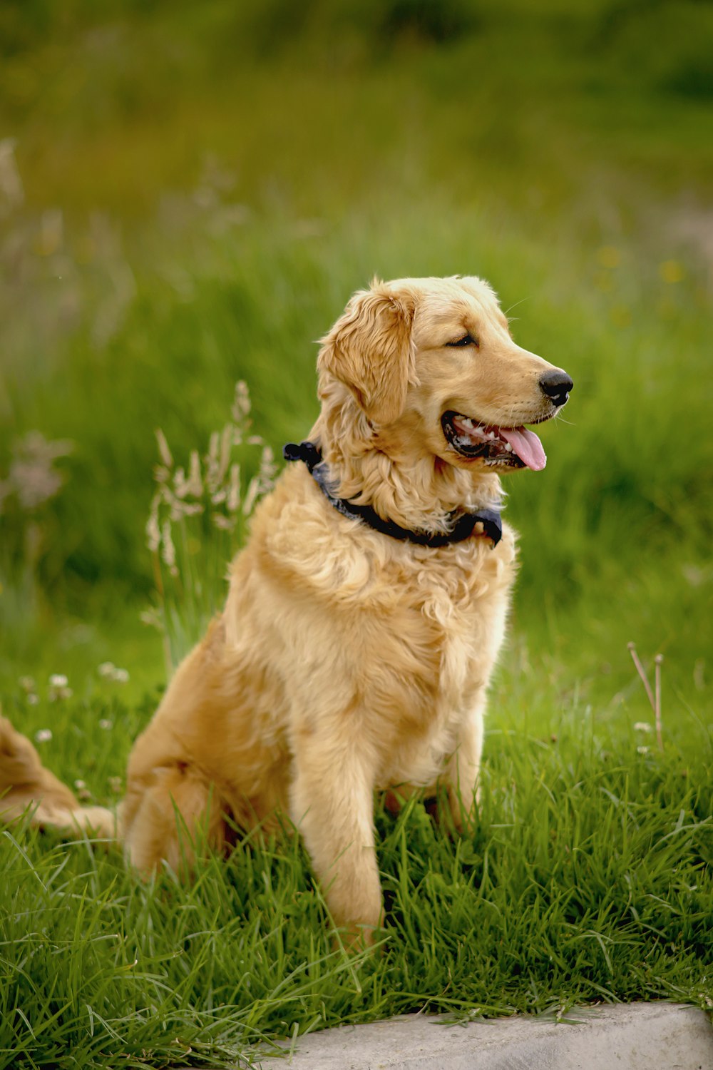 a dog sitting in the grass