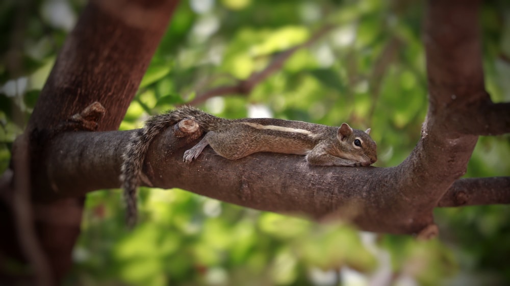 a bat from a tree