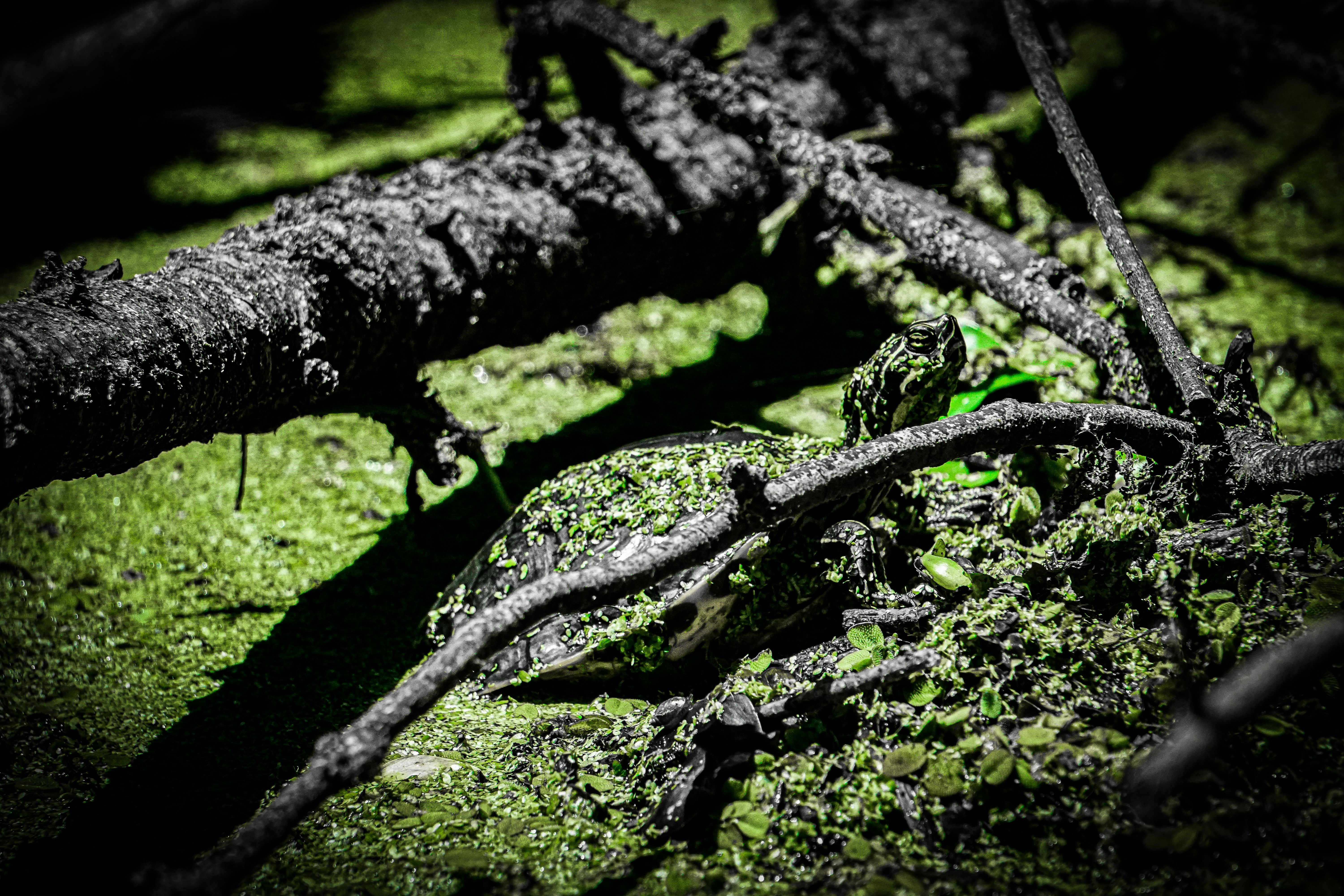 a tree branch with moss on it