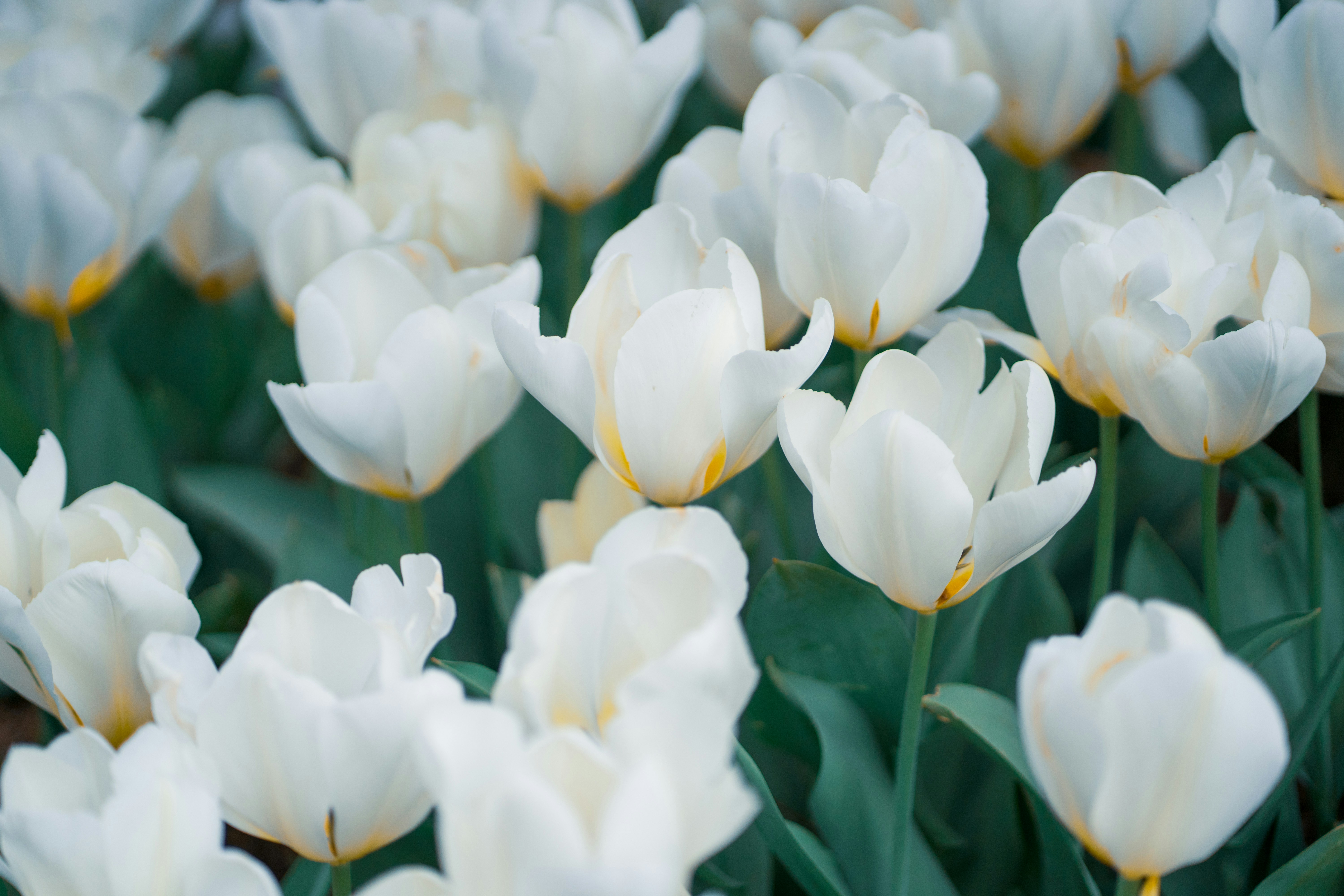 Photo by abhinav1bhardwaj