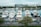Several luxury yachts are docked in a marina, with a large number of smaller boats neatly arranged in front. Modern buildings and lush green trees line the background, and the water is calm, reflecting the sky and structures.
