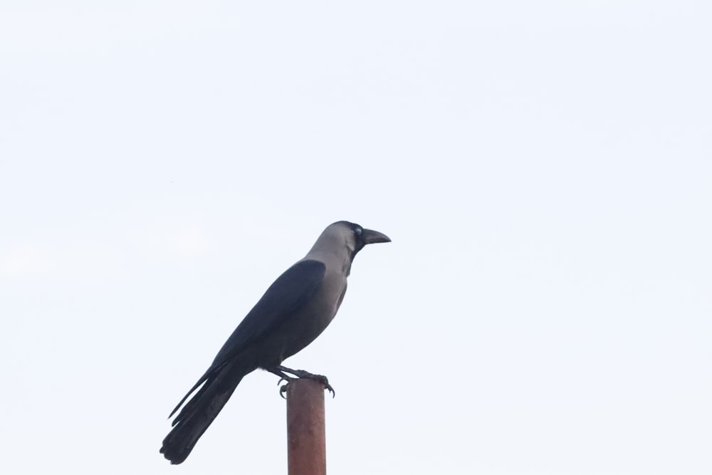 a bird on a pole