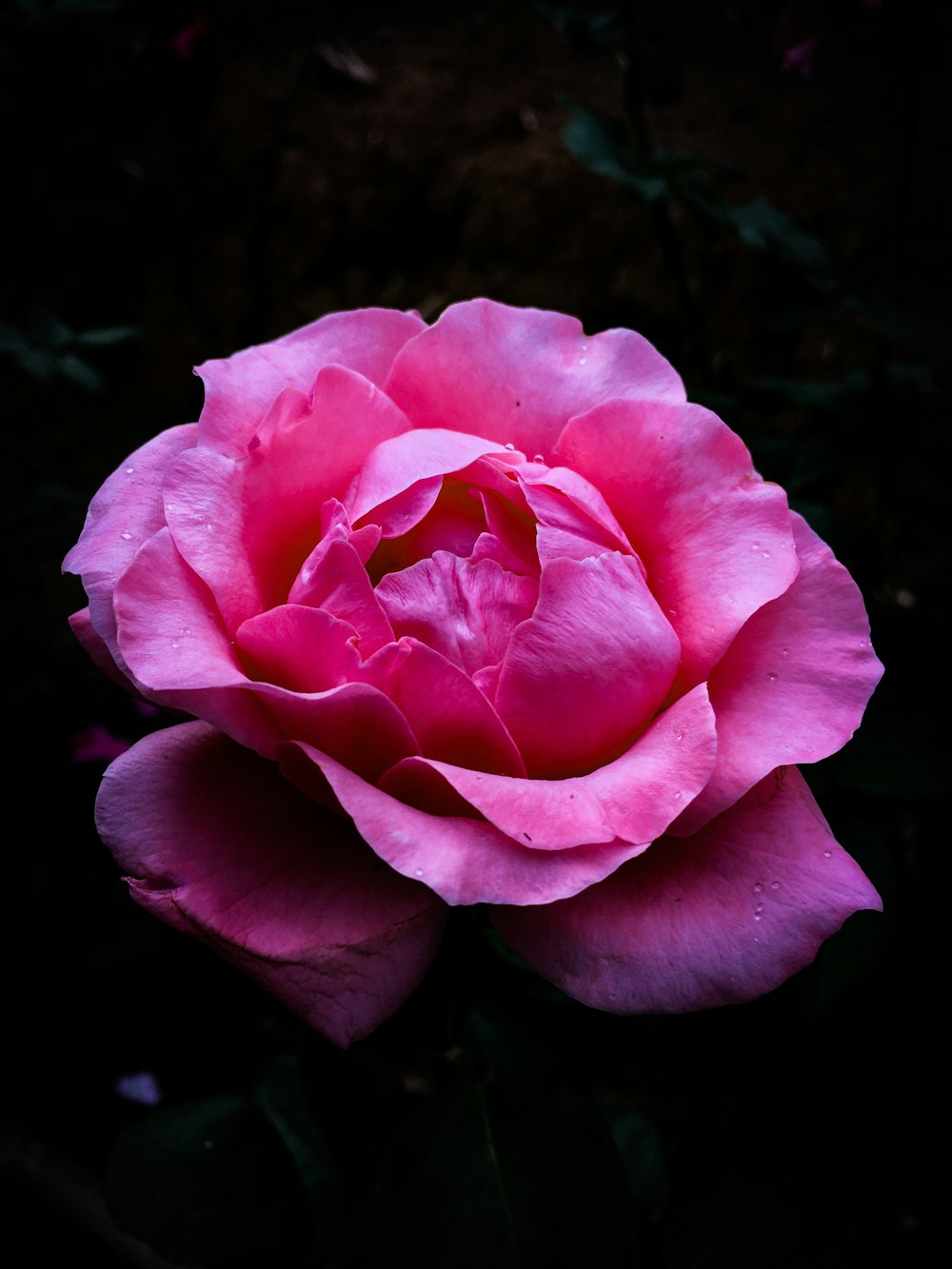 a pink rose with a dark background