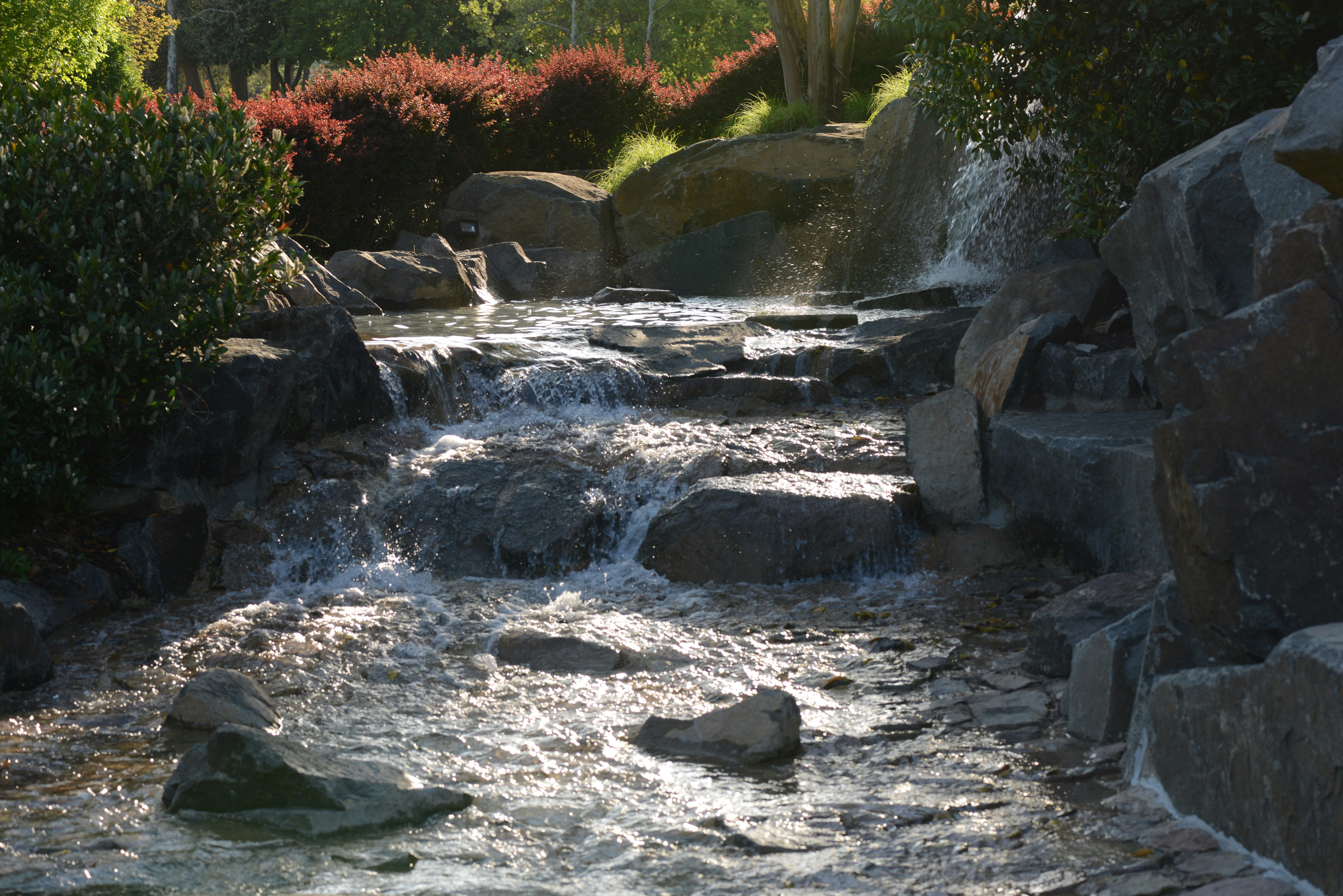 a stream with rocks and plants
