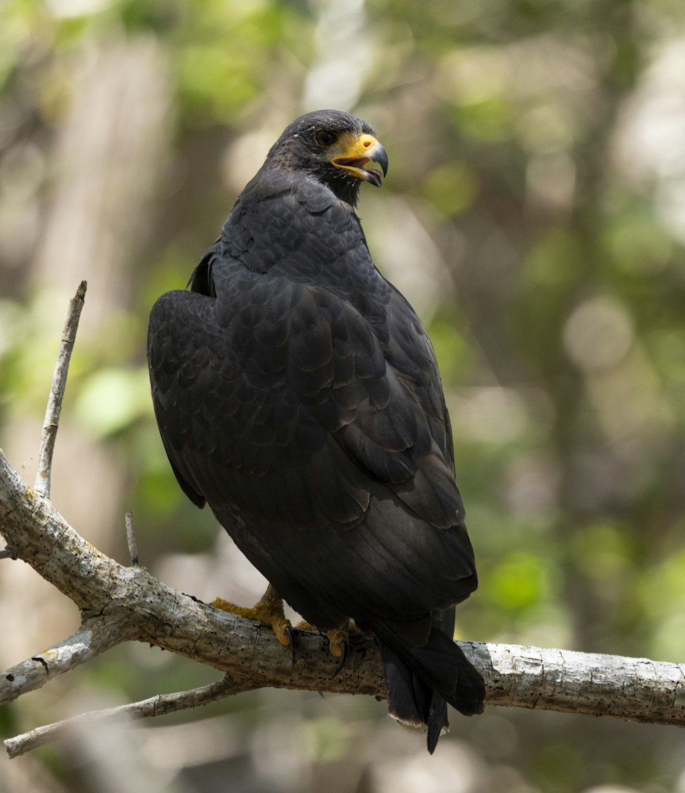 a bird sitting on a branch