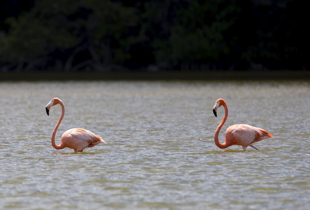 two flamingos swimming in water