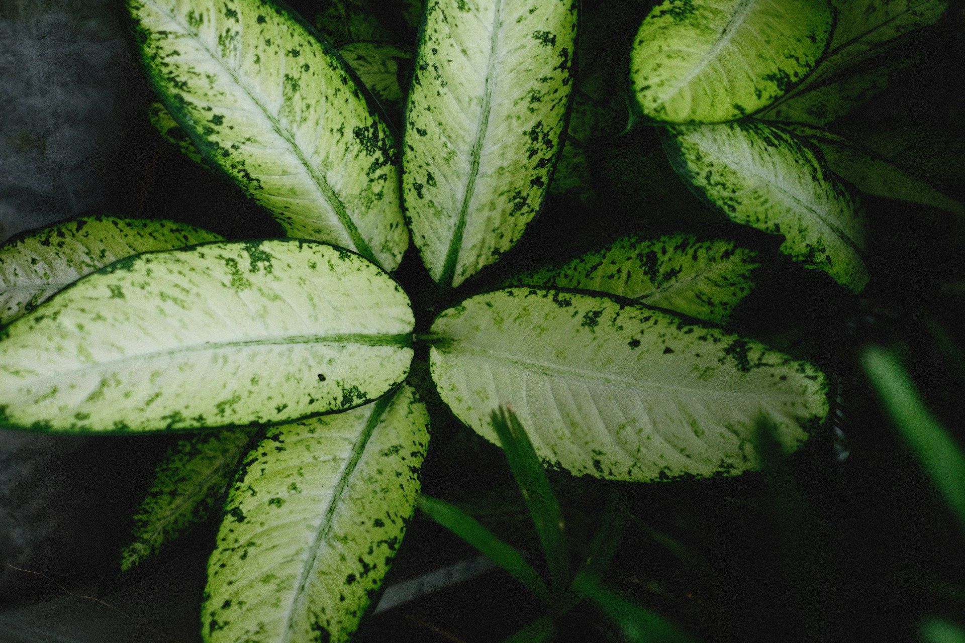 a close up of a plant