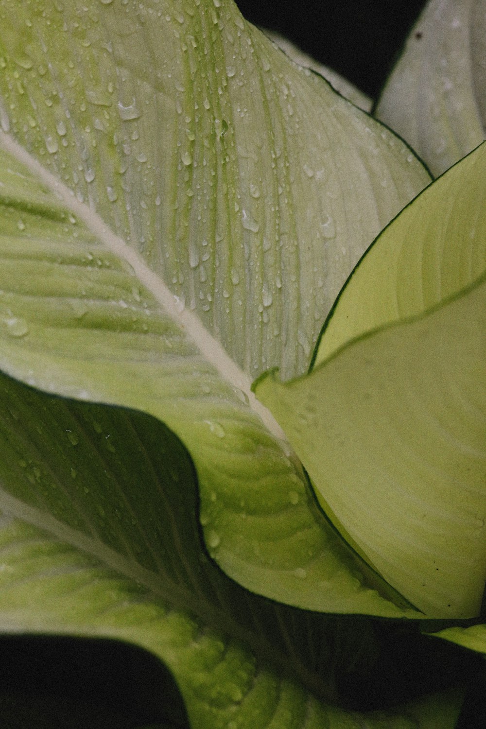 a close up of a leaf