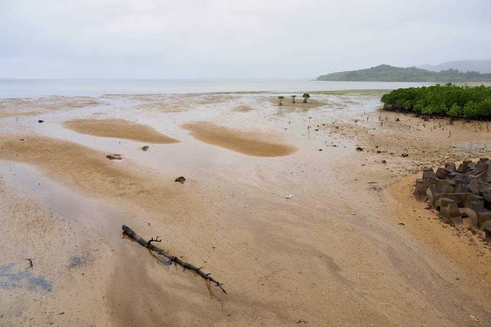 a sandy beach with rocks and plants