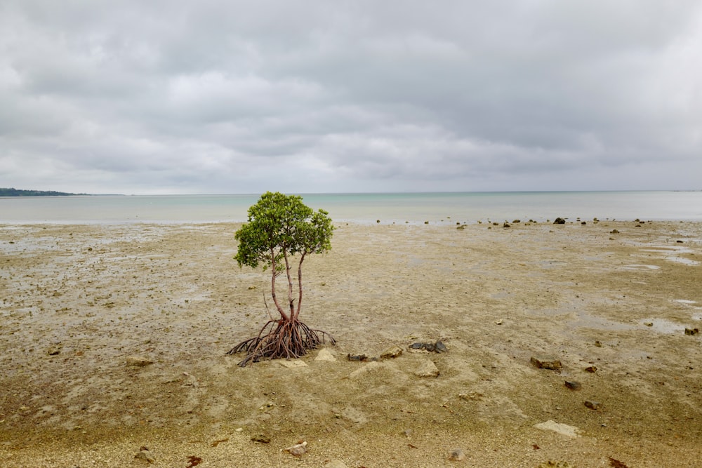 a tree growing in the sand