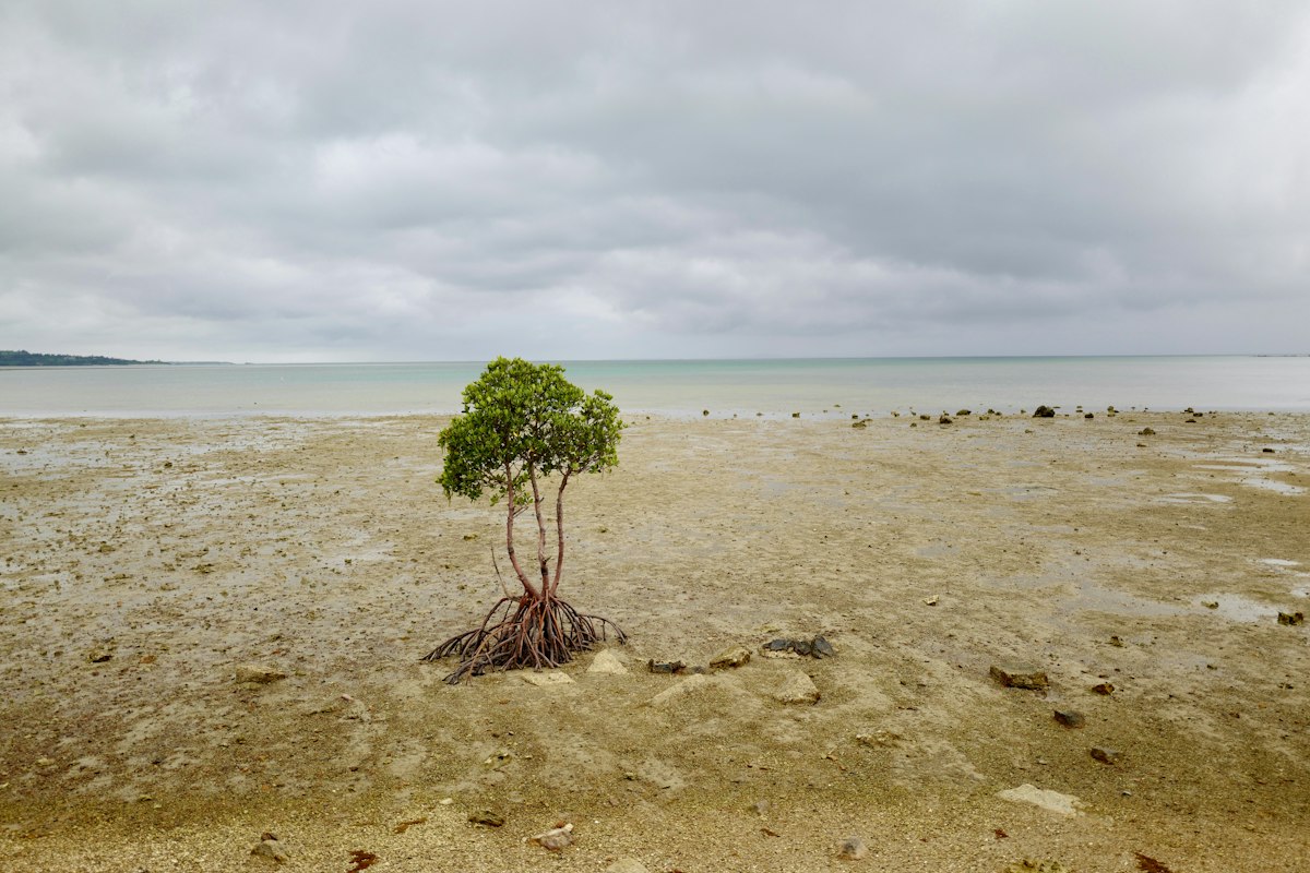 Donasi 10 Pohon Mangrove