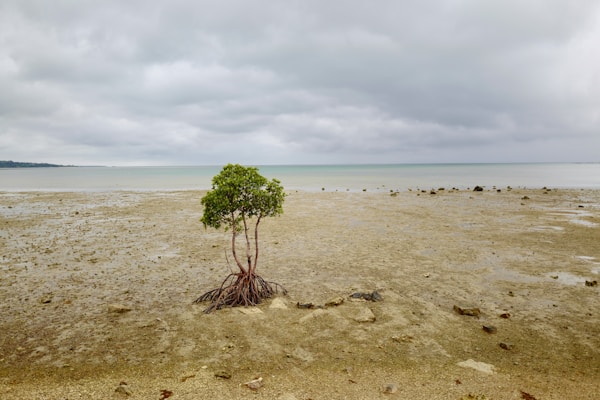 What to See in Ishigaki: A Practical Travel Guide