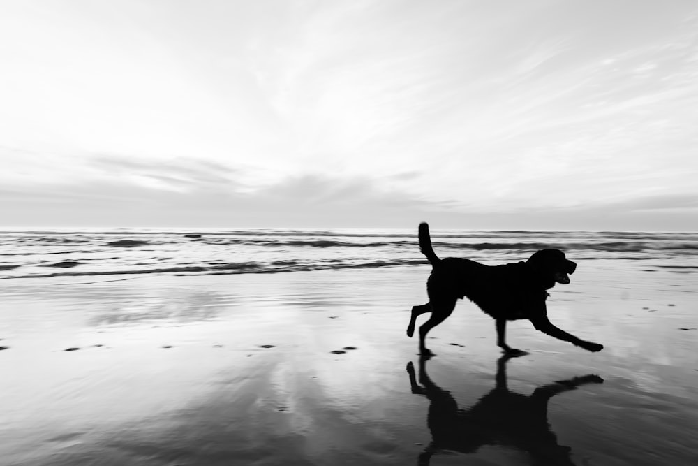 a dog running on a beach