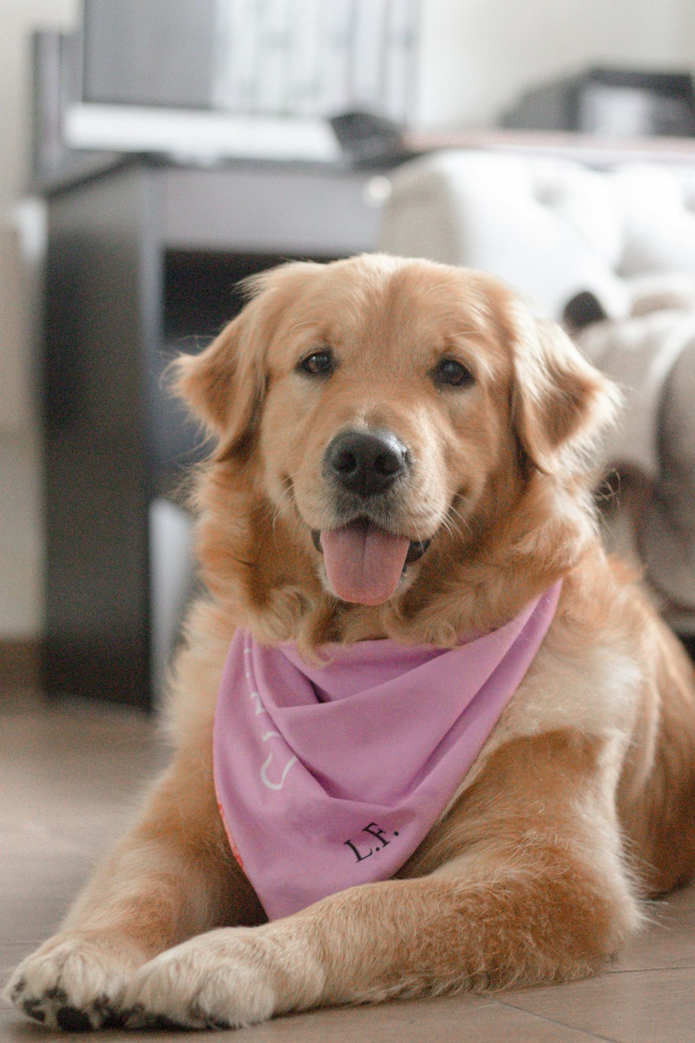 a dog wearing a pink shirt