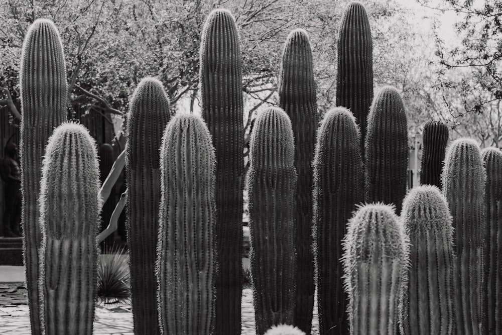 a group of cactus