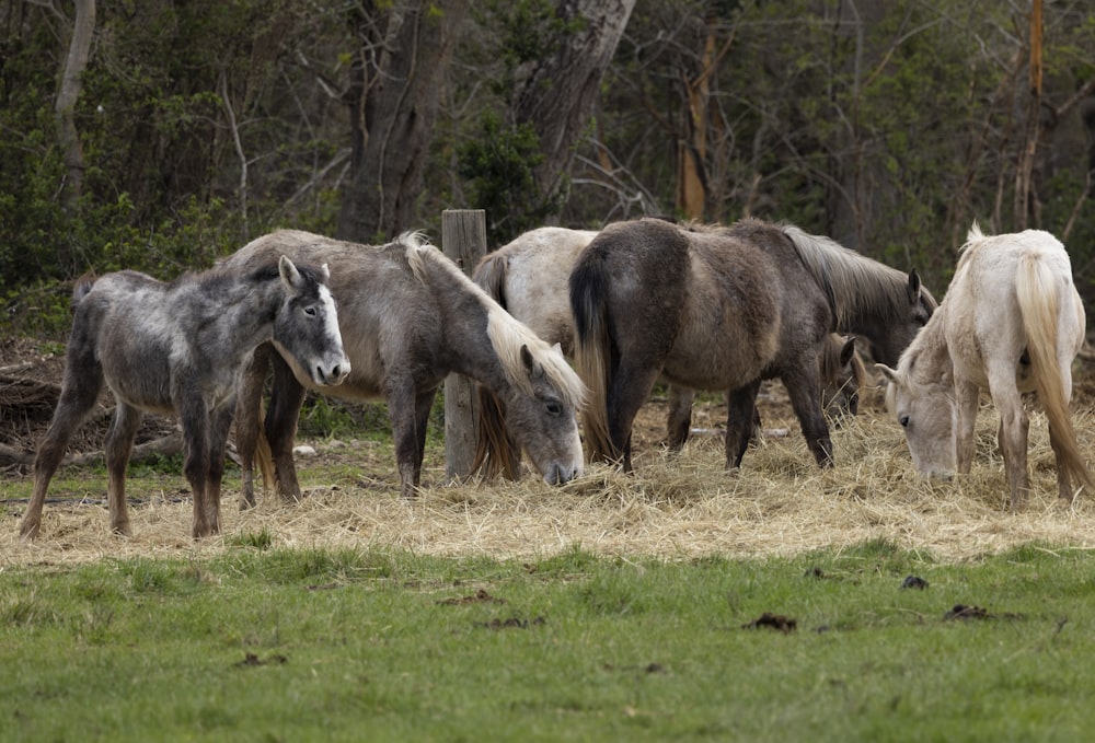 a group of horses grazing