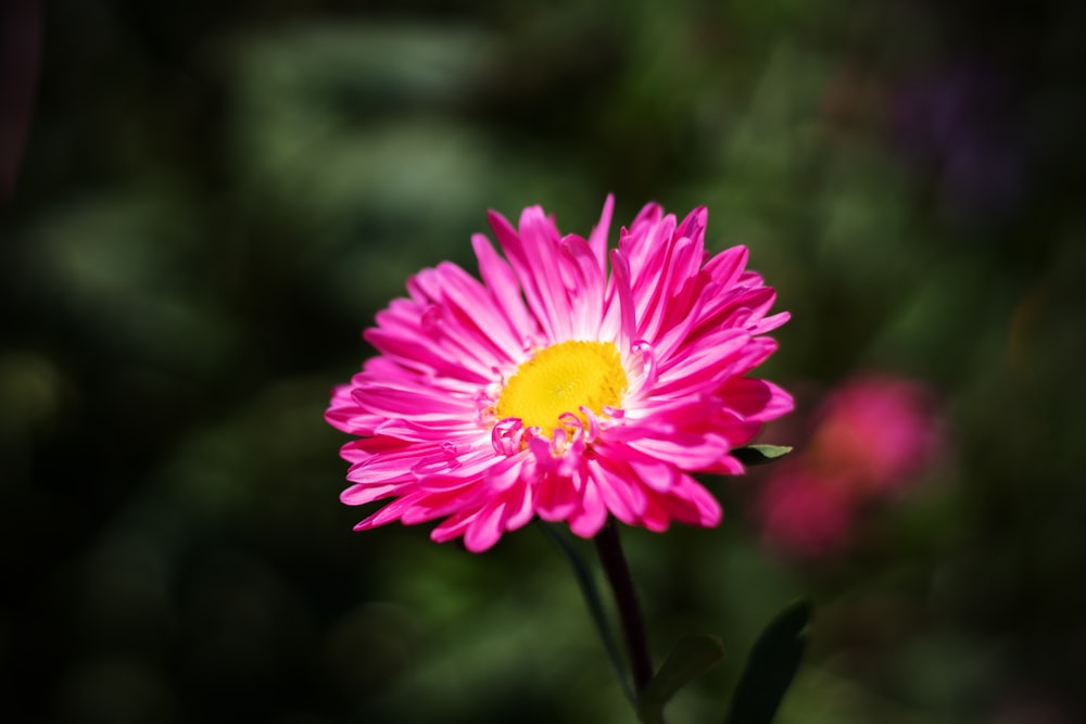 a close up of a flower