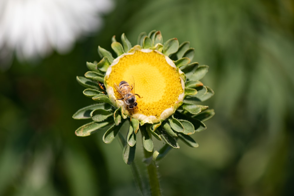 a bee on a flower